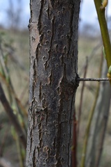 Salix cinerea
