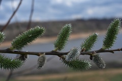 Salix cinerea
