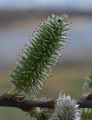 Salix cinerea