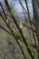 Salix cinerea