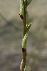 Salix cinerea