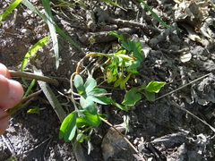 Corydalis intermedia
