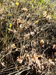 Nerodia sipedon pleuralis