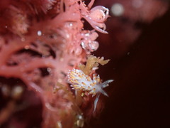 Apata pricei