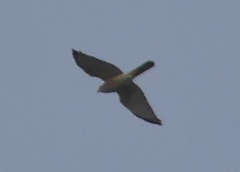 Accipiter badius