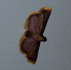 Hypsopygia mauritialis