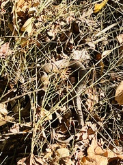 Nerodia sipedon pleuralis