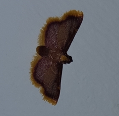 Hypsopygia mauritialis