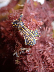 Polycera atra