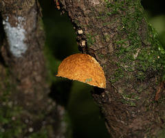 Pleuroflammula praestans