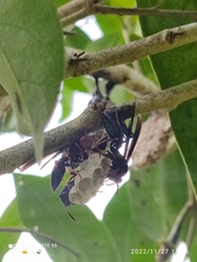 Polistes erythrocephalus