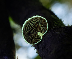 Pleuroflammula praestans