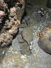 Telmessus cheiragonus