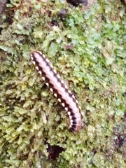 Nyssodesmus python