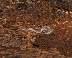 Argonemertes dendyi