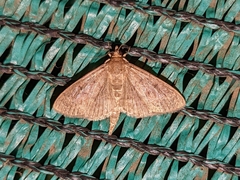 Herpetogramma licarsisalis