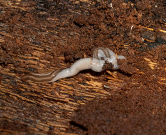Argonemertes dendyi