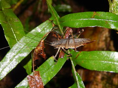 Chibchella