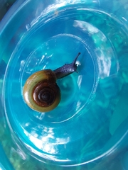 Oxychilus draparnaudi