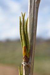 Salix viminalis