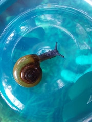 Oxychilus draparnaudi