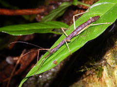 Diapheromeridae