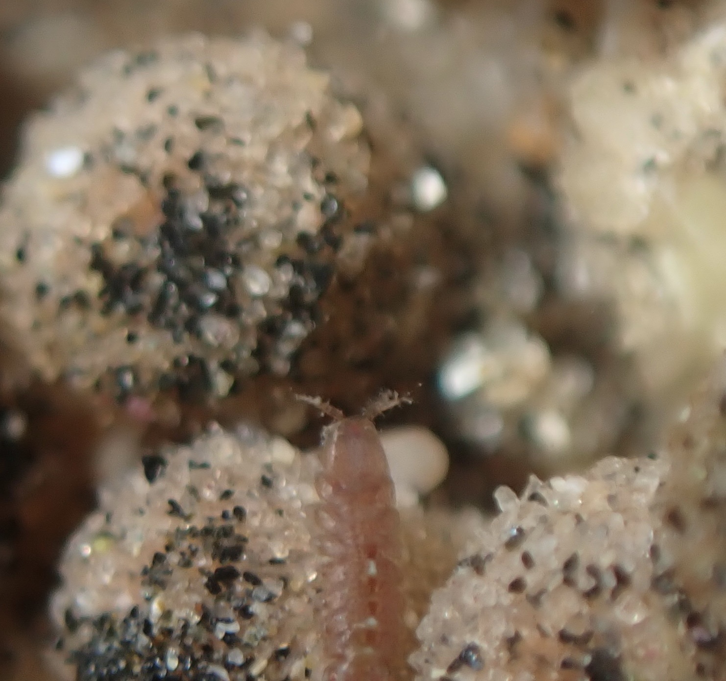 Euherdmania claviformis (Ritter, 1903)