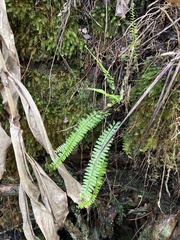 Asplenium normale