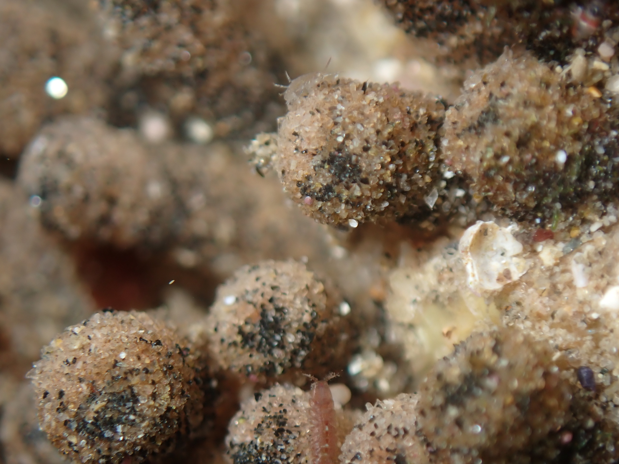 Euherdmania claviformis (Ritter, 1903)