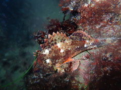 Scorpaena guttata
