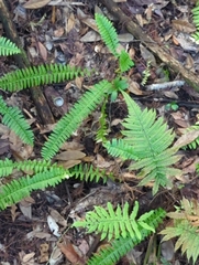 Nephrolepis exaltata