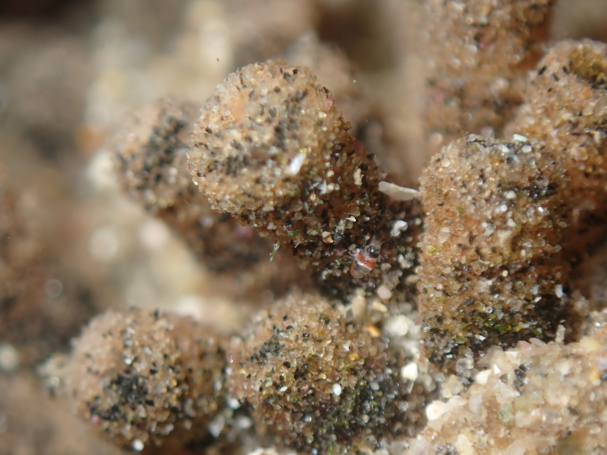 Euherdmania claviformis (Ritter, 1903)