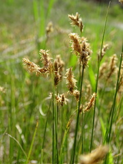 Carex praecox