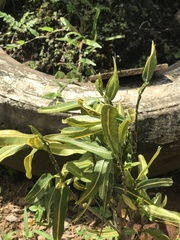 Pleopeltis polypodioides