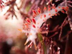 Coryphella trilineata