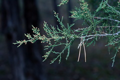 Cupressus sempervirens