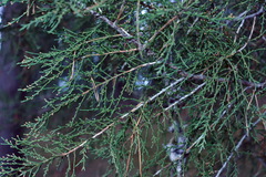 Cupressus sempervirens