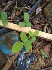 Desmodium scorpiurus