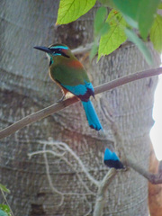 Eumomota superciliosa