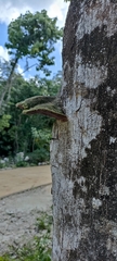 Cora glabrata