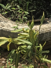 Pleopeltis polypodioides