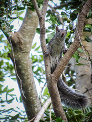 Sciurus yucatanensis