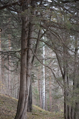 Cupressus sempervirens