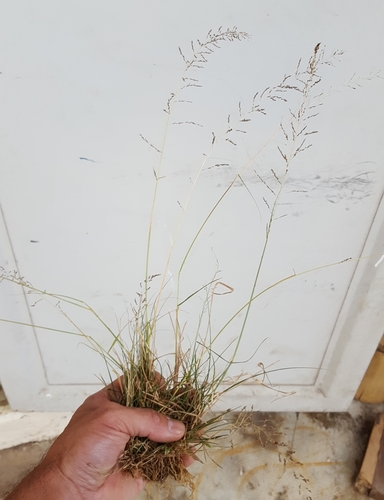 Sporobolus diandrus