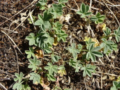 Potentilla incana