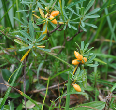 Daphne striata