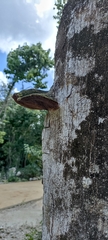 Cora glabrata