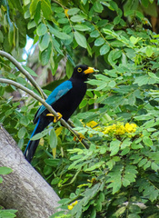 Cyanocorax yucatanicus