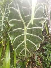 Alocasia amazonica