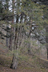 Cupressus sempervirens